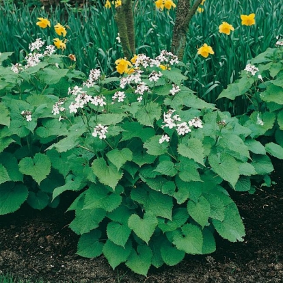 Lunaria rediviva