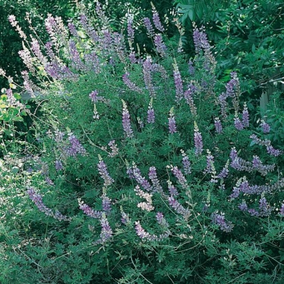 Lupinus arboreus