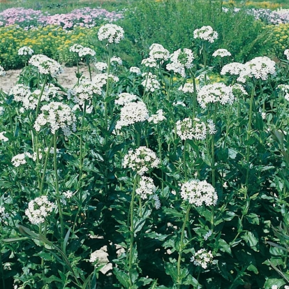 Lychnis chalcedonica 'Alba'