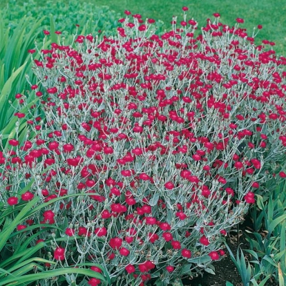 Lychnis coronaria