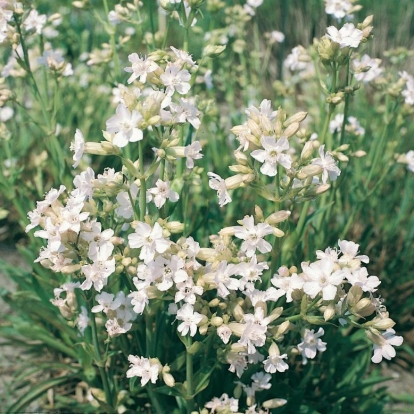 Lychnis viscaria 'Alba'