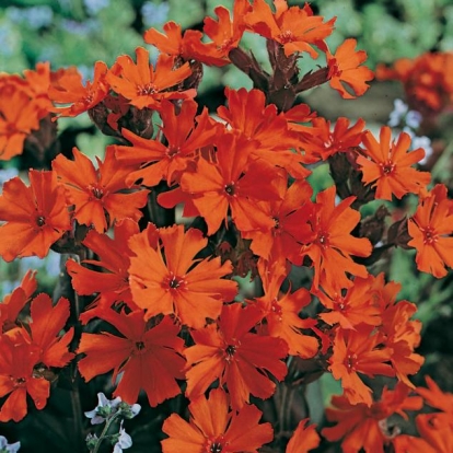 Lychnis x arkwrightii 'Vesuvius'