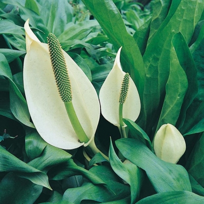 Lysichiton camtschatcensis