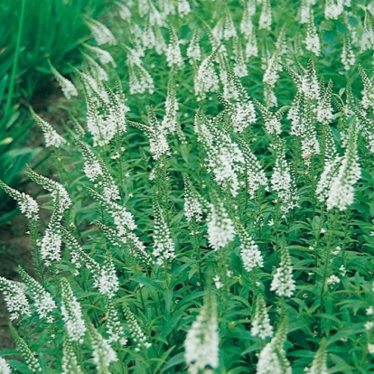 Lysimachia barystachys