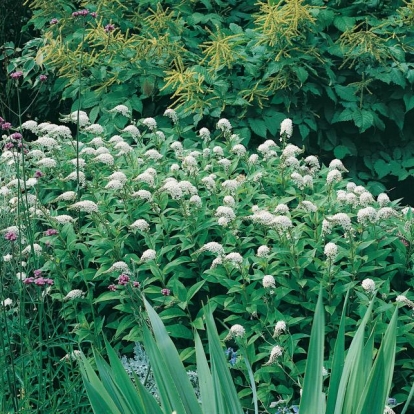 Lysimachia clethroides