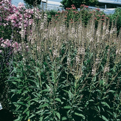 Lysimachia ephemerum