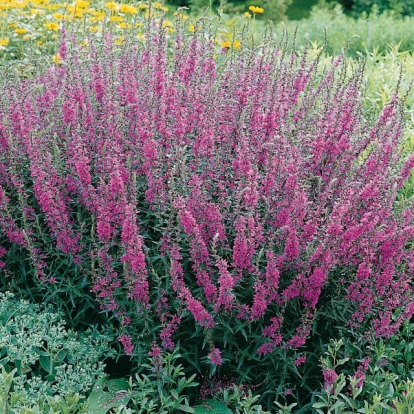 Lythrum virgatum 'Rose Queen'