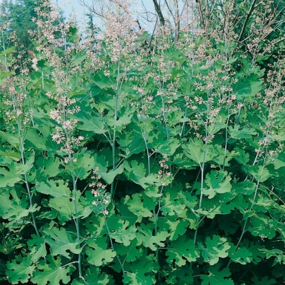 Macleaya microcarpa