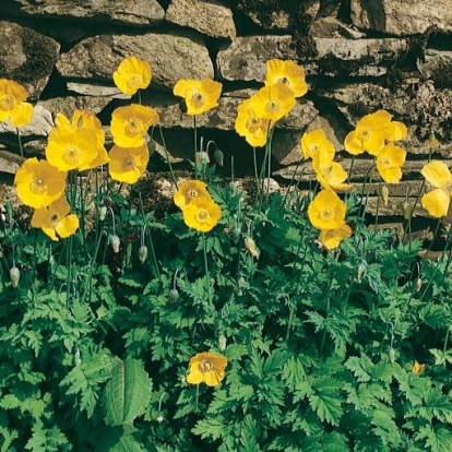 Meconopsis cambrica