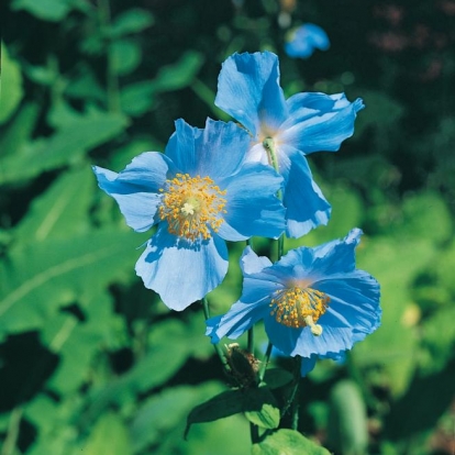 Meconopsis betonicifolia