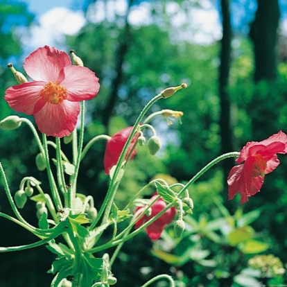 Meconopsis napaulensis