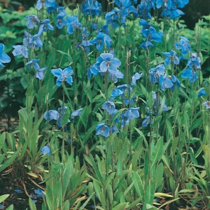 Meconopsis x sheldonii