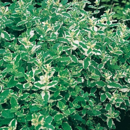 Mentha suaveolens 'Variegata'