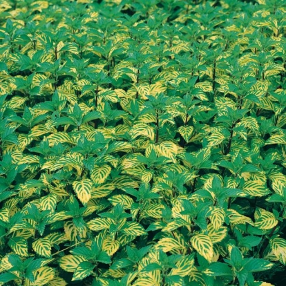 Mentha x gentilis 'Variegata'