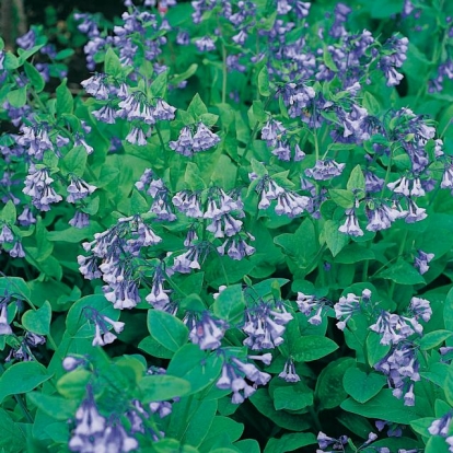 Mertensia pulmonarioides (M. virginica)