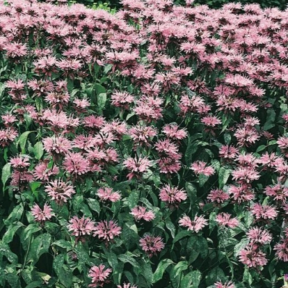 Monarda Ibrido 'Beauty of Cobham'