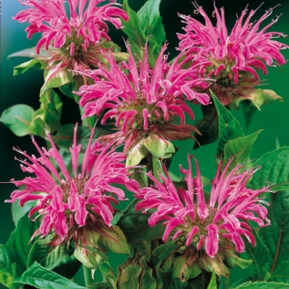 Monarda Ibrido 'Prärienacht'