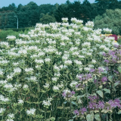 Monarda Ibrido 'Schneewittchen'