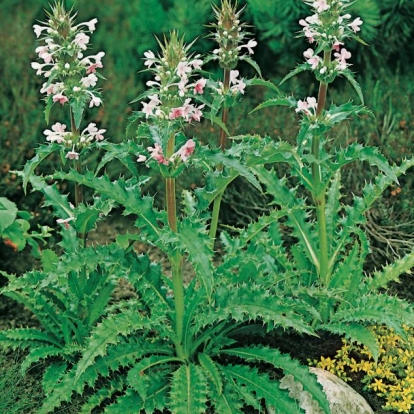 Morina longifolia