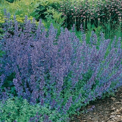 Nepeta mussinii