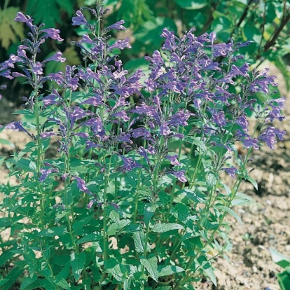 Nepeta sibirica 'Souvenir d'André Chaudron' ('Blue Beauty')