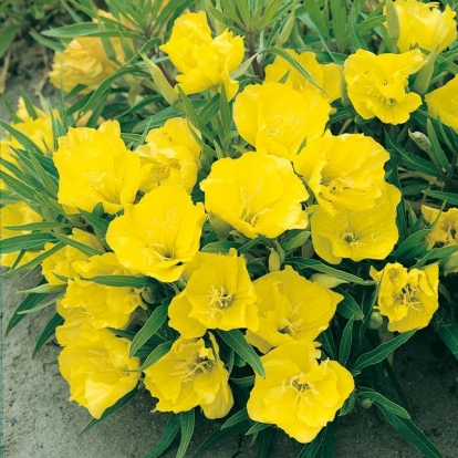 Oenothera macrocarpa