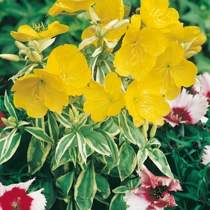 Oenothera fruticosa 'Camel'