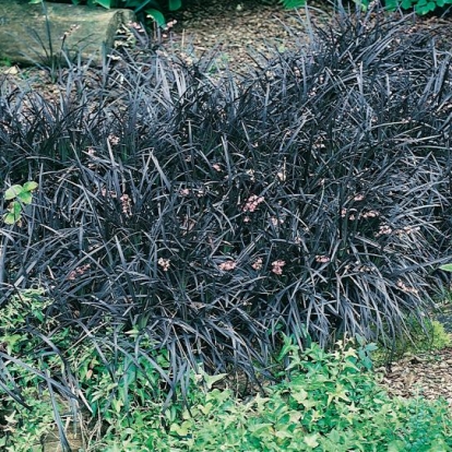 Ophiopogon planiscapus 'Nigrescens'