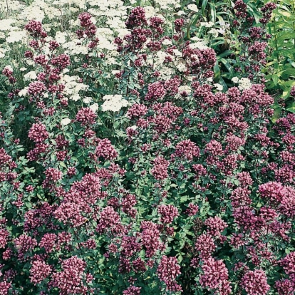 Origanum 'Herrenhausen'