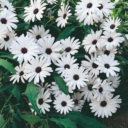 Osteospermum ecklonis