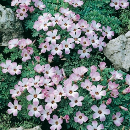 Oxalis adenophylla