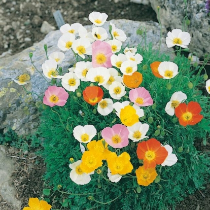 Papaver alpinum Ibridi