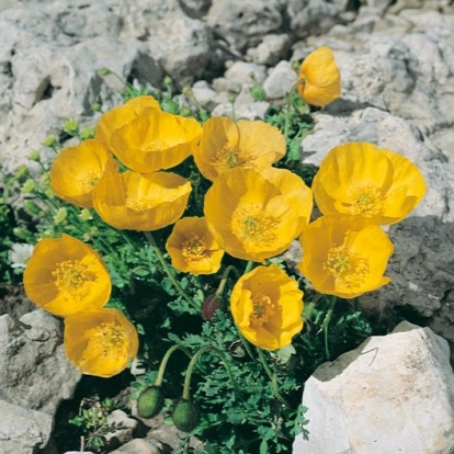 Papaver rhaeticum