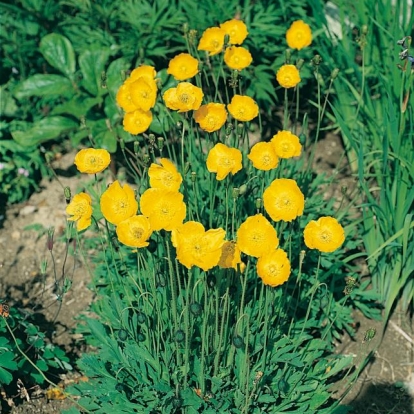 Papaver nudicaule