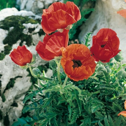 Papaver orientale 'Allegro'