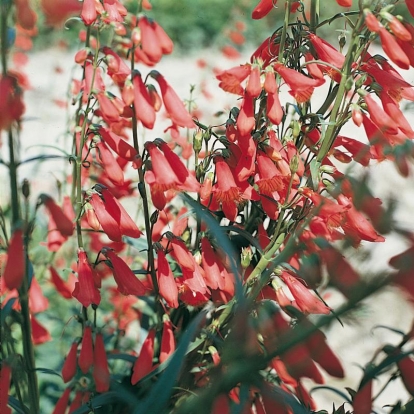 Penstemon barbatus 'Coccineus'