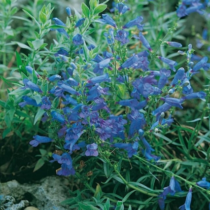 Penstemon heterophyllus 'Blue Spring'