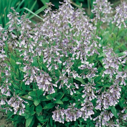 Penstemon hirsutus