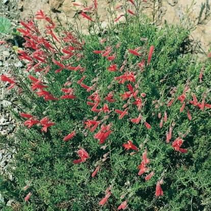 Penstemon pinifolius