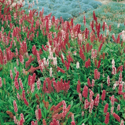 Persicaria affinis 'Darjeeling Red'