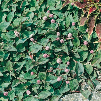 Persicaria capitata