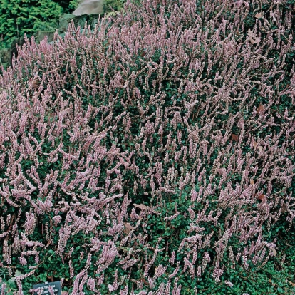 Persicaria polystachya