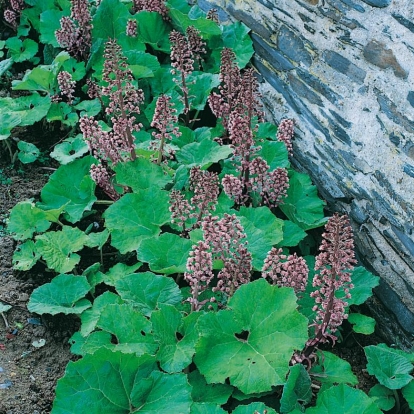 Petasites fragrans