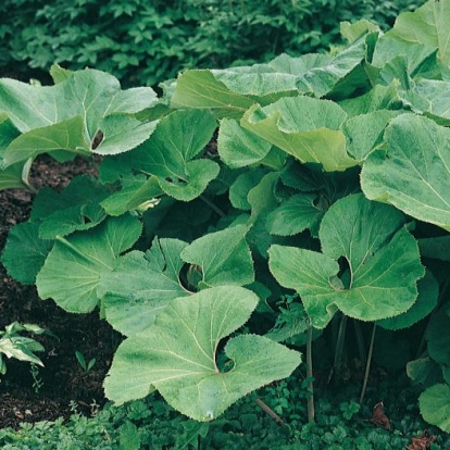 Petasites japonicus 'Giganteus'