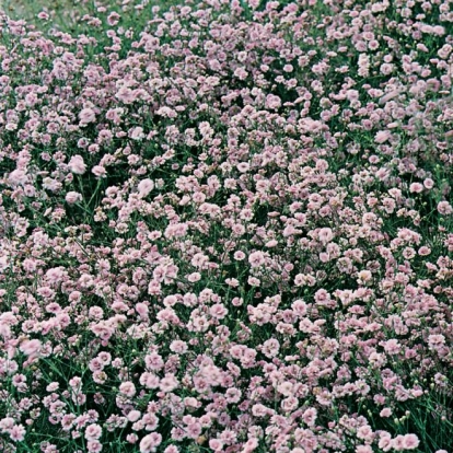 Petrorhagia saxifraga 'Rosette'