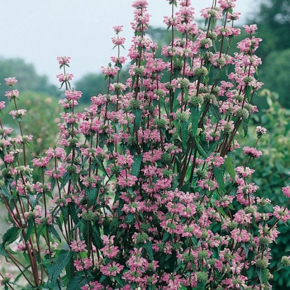 Phlomis tuberosa