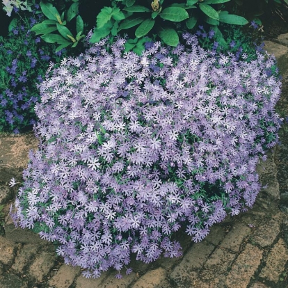 Phlox bifida