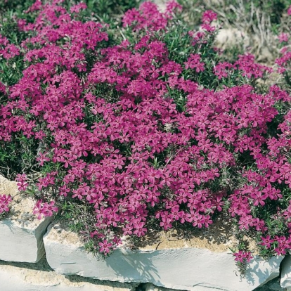 Phlox douglasii 'Crackerjack'