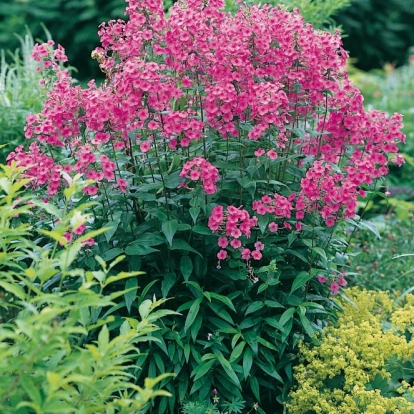 Phlox maculata 'Rosalinde'