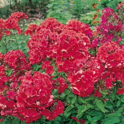 Phlox paniculata 'Orange Perfection'